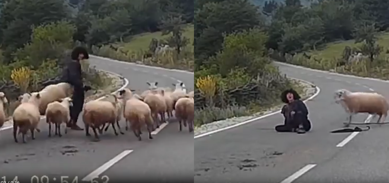 Schapen Nemen Gruwelijk Wraak Op Chagrijnige Herder Male Monkey